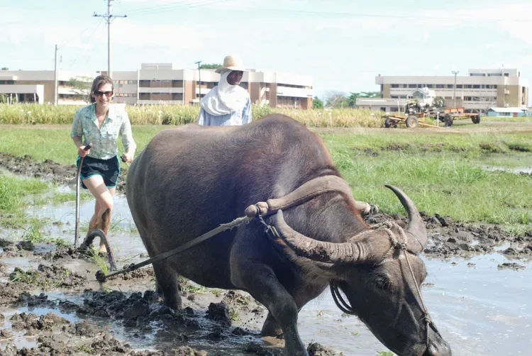 Kate Schneider Lecy doing fieldwork behind a water buffalo in a rice paddy